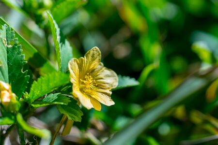 close up of a tiny yellow flower on a weed growing in green grassの写真素材