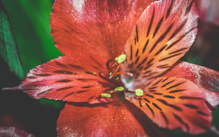 Close up macro photo of yellow pollen and black stripes on a red lily flowerの写真素材