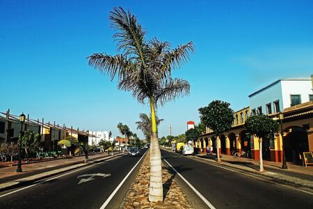 Photo of the street with orange houses on the Canarian Island and palm in the center of the road.の写真素材