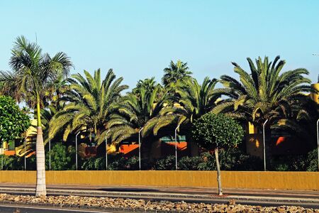 Photo of the street with palms on the Canarian Island.の写真素材