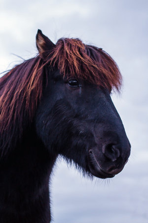 Portrait of a beautiful Icelandic horse.