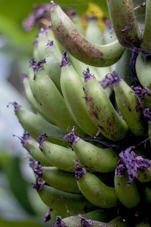 A bundle of young banana on banana tree in the junglesの写真素材