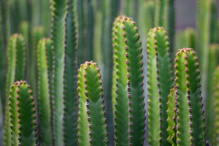 Closeup photo of green exotic cactuses on Tenerife, Canary Islands. Texture of cactuses