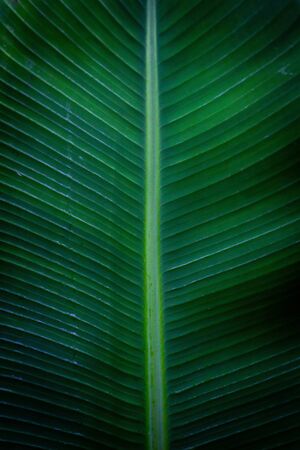 Closeup photo of green exotic banana leafes in the jungles, Azore Islands.の写真素材
