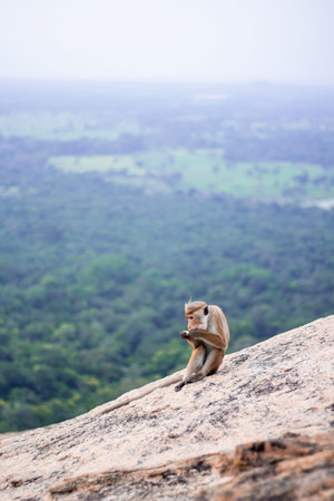Little monkey is sitting on the rock and eating some food in Sri Lanka.