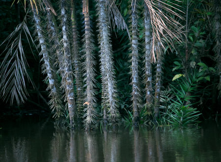 Palm Tree Trunks in Amazon Jungles, Cuyabeno National Park, Ecuador.