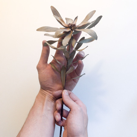 Hand holding plantの写真素材