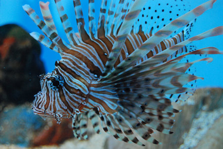 Fish in aquarium