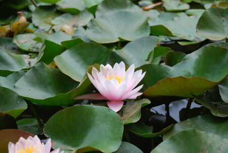 Flower at Argentinaの写真素材