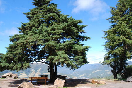 Tree at Rio Grande do Sulの写真素材