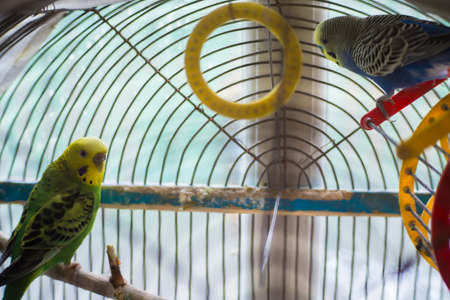 two wavy parrots in a cageの写真素材