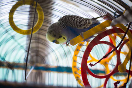 the parrot sits in a cageの写真素材