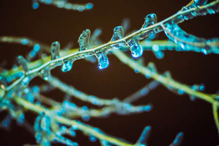 Winter fairy tale. Frozen branches of trees and firs. Night winter.の写真素材