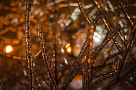 Winter fairy tale. Frozen branches of trees and firs. Night winter.の写真素材