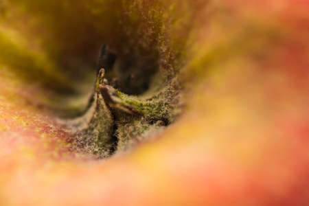 whole red apple macroの写真素材