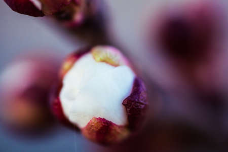spring buds on treesの写真素材
