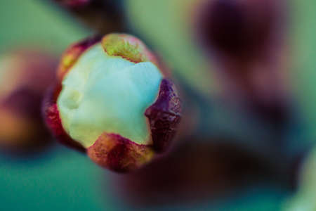 spring buds on treesの写真素材
