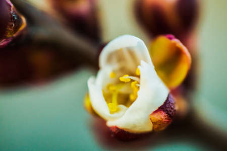 spring buds on treesの写真素材