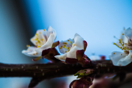spring buds on trees