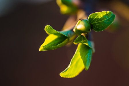 green foliage opening in the spring