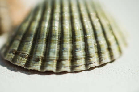 seashells on white background closeupの写真素材