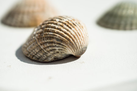seashells on white background closeup