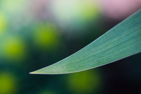 Green leaf of a plant in a garden at a cottage close up