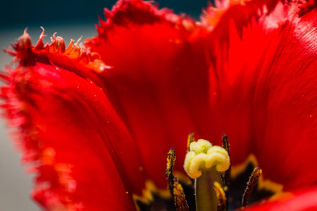 Red tulip close-up in the garden at the cottage