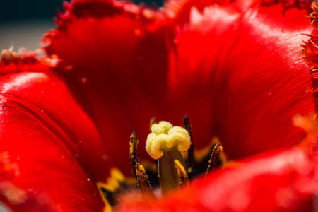 Red tulip close-up in the garden at the cottageの写真素材