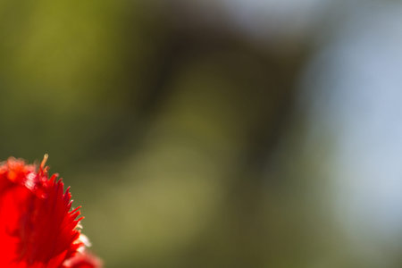 Red tulip close-up in the garden at the cottageの写真素材