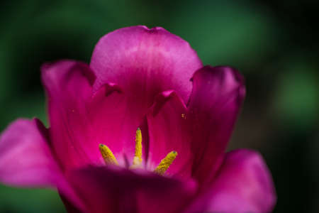 Pink lily in the garden at the dacha closeup in the springの写真素材