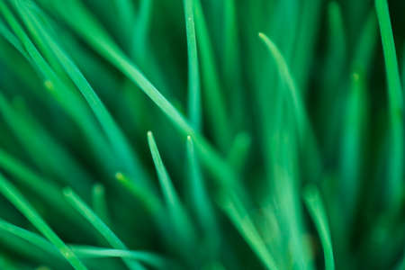 Green grass in the garden at the dacha close-up in the springの写真素材