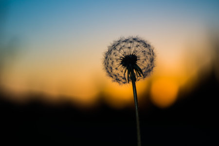 Silhouette of dandelion at sunset at duskの写真素材