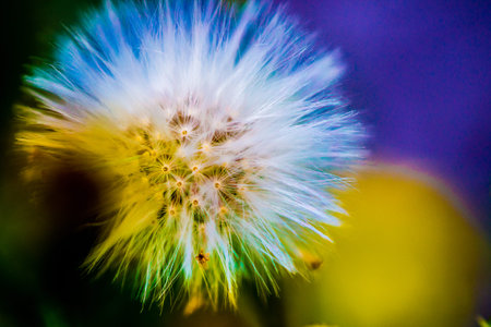 Fuzzy dandelion on a multi-colored textureの写真素材