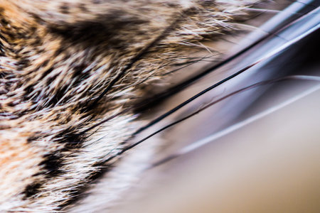 Cat's mustache close-upの写真素材