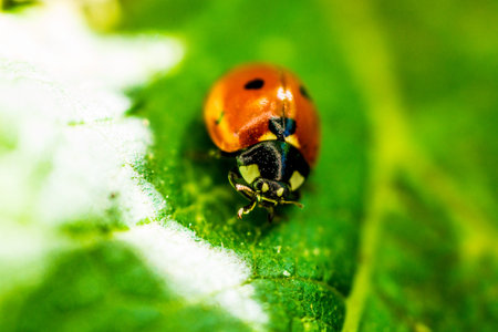 Ladybug on a lemon zucchini in summer