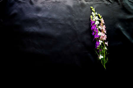 Beautiful spring flowers on a black backgroundの写真素材