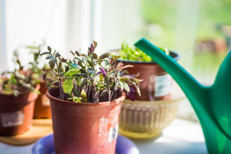 Seeds of homemade tomatoes and cucumbers, are on the windowsill with a watering canの写真素材