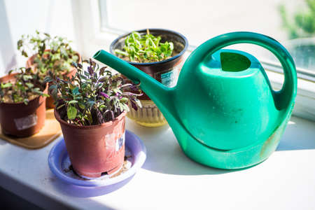 Seeds of homemade tomatoes and cucumbers, are on the windowsill with a watering canの写真素材