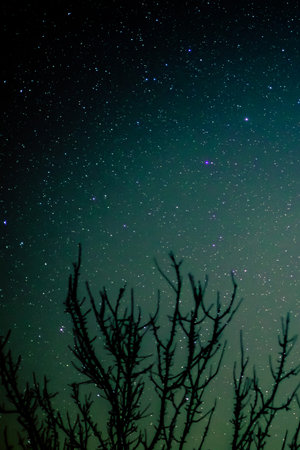 Silhouette of a bare tree against the background of the night and starry sky with astrological signs...