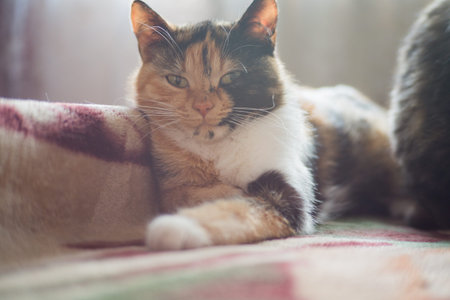 Domestic tricolor cat sleeps on the owner's bedの写真素材