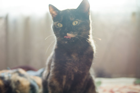 Domestic cat looks into the distance.