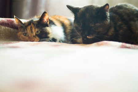 Domestic cats sleep on the bed of the owner a sound sleep in a sunny room