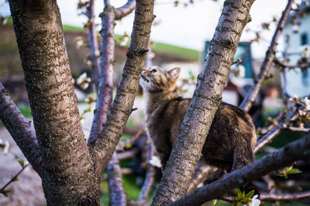 A cat climbs flowering trees in a spring gardenの写真素材