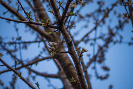 Flowering cherry tree in spring gardenの写真素材