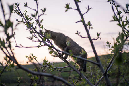A cat climbs flowering trees in a spring gardenの写真素材