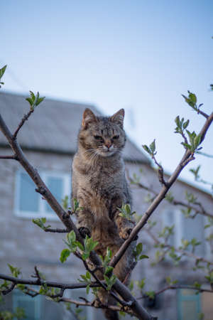 A cat climbs flowering trees in a spring gardenの写真素材