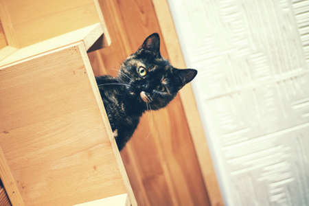 Domestic cat sits at home on the stairs.の写真素材
