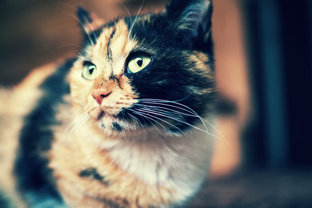 Tricolor domestic cat with green eyes at home.