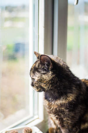 Home cat on the windowsill on a sunny day.の写真素材